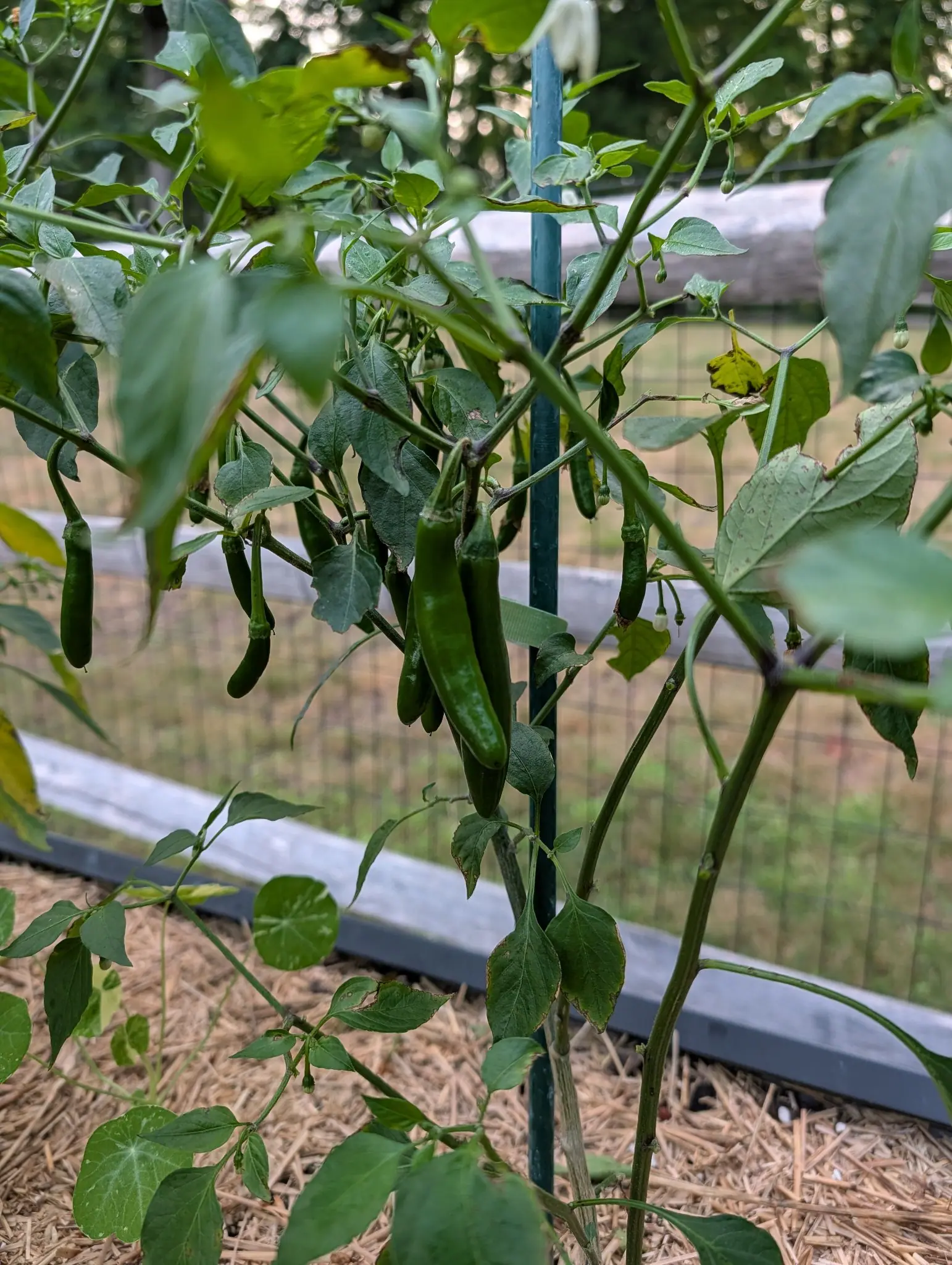 Serranos on 5 August hanging straight down in loose clusters off purple-tinged nodes, each slim cylinder blunt-tipped rather than pointed and streaked with a faint pale bloom, with white flowers and pinhead fruitlets still coming at the branch tips.