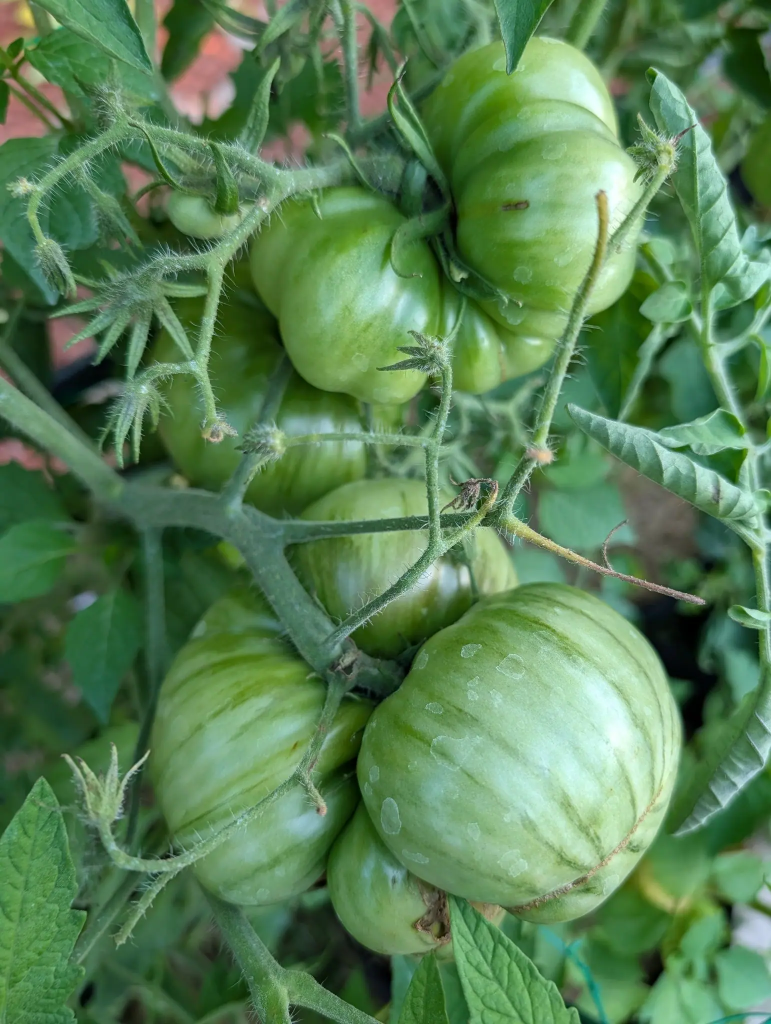 Tie-Dye tomatoes on 4 August, five in one cluster and all still striped shoulder to blossom end in dark green over whitish, hung on trusses bristled stiff with white glandular hair and their calyx lobes curled back tight against each shoulder.