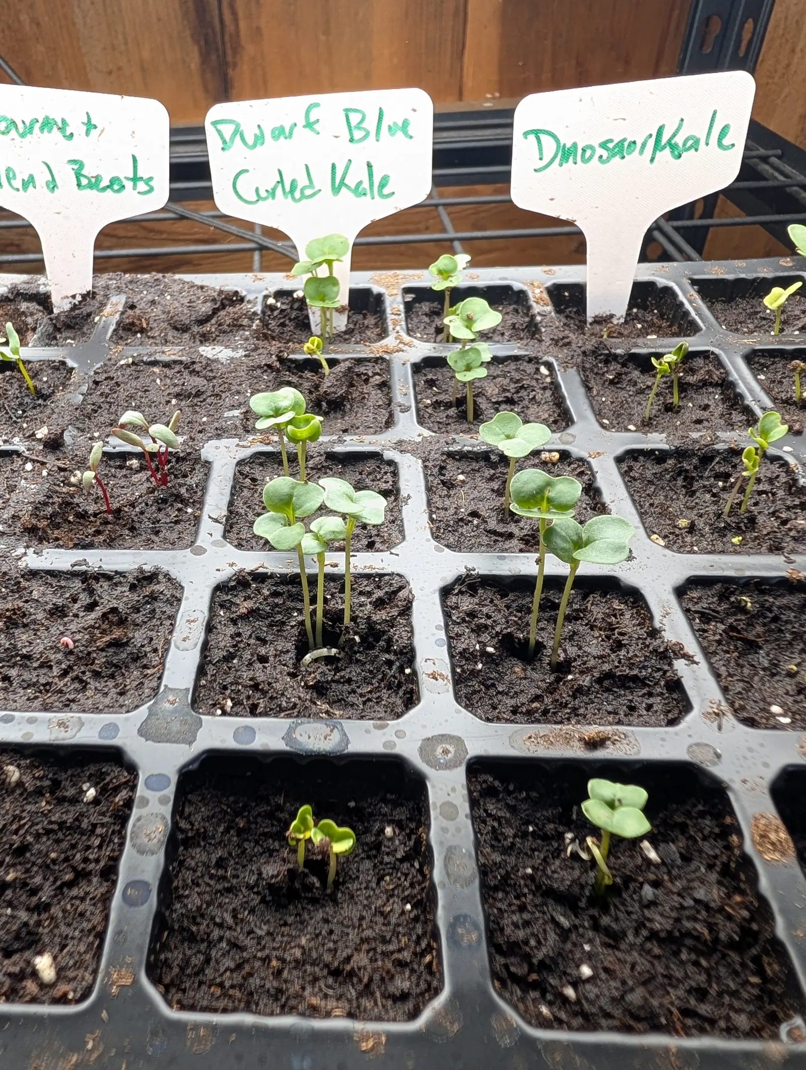 Brassica cotyledons just up on 5 August, thick and notched at the tip under a fine dusty bloom on short pale stems, one or two already unfolding a crumpled first leaf, and crimson-stemmed strangers in the cells beside them, most cells still bare.