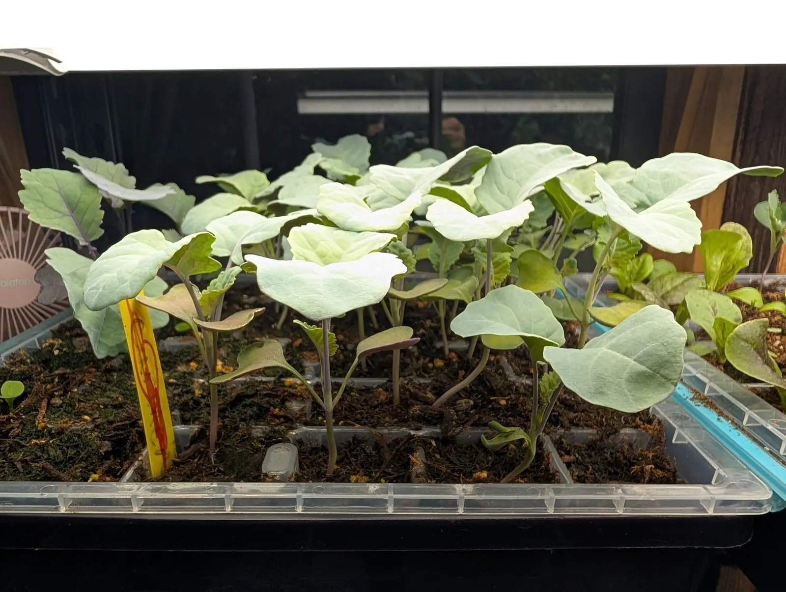 Two dozen brassicas in profile on 5 August, leaning drawn toward a lamp that blows their waxy blue-green upper surfaces to near-white and purple-backed seed leaves still hanging on below, with a dim figure reflected in the dark glass behind them.