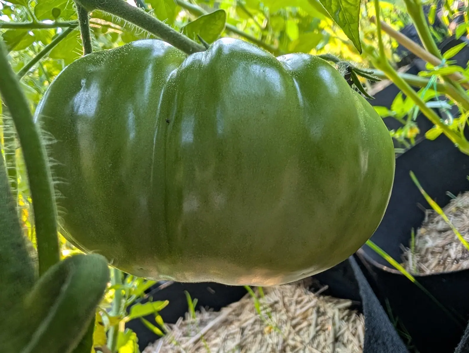 A Pineapple Tomato on 4 August shot from underneath so it hangs over the viewer, its shoulder split into six broad ribs with deep creases between them, still matte green and paling to near-white at the blossom end, its fine hair rimmed silver by backlight.