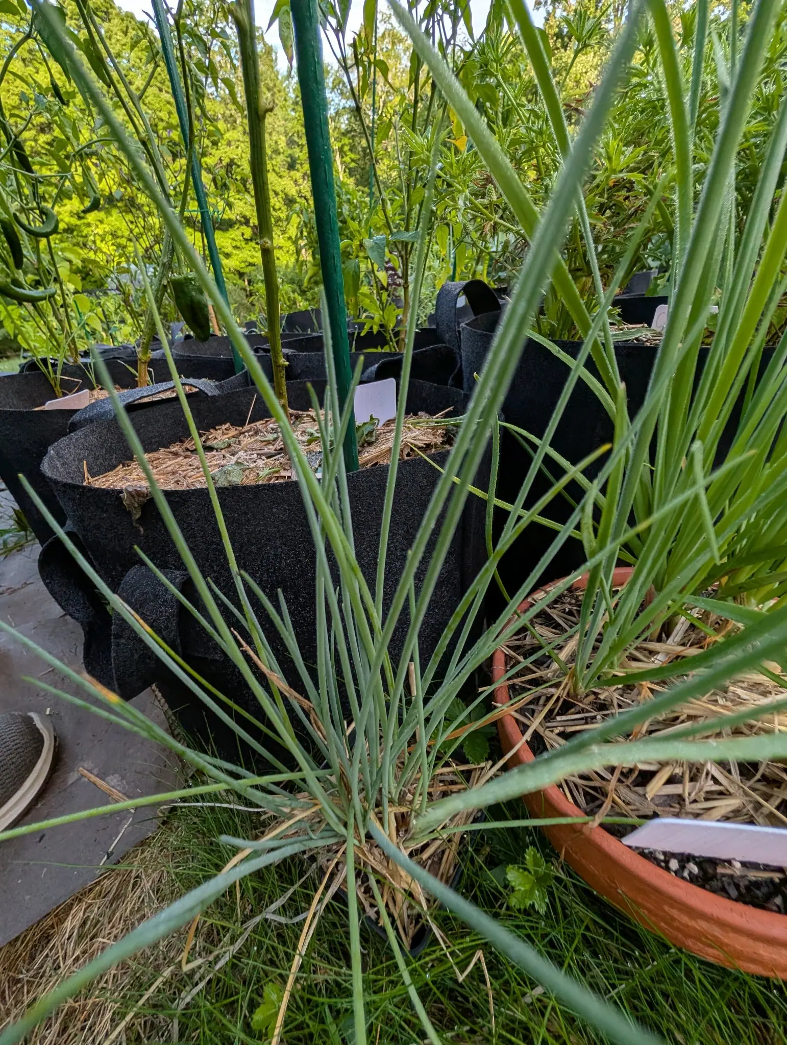 Chives on 5 August, twenty round-sectioned leaves radiating from one crown at soil level with a waxy bloom running down each as a soft highlight and several kinked over, low sun behind them and a straw hat lying upturned on the flagstones nearby.