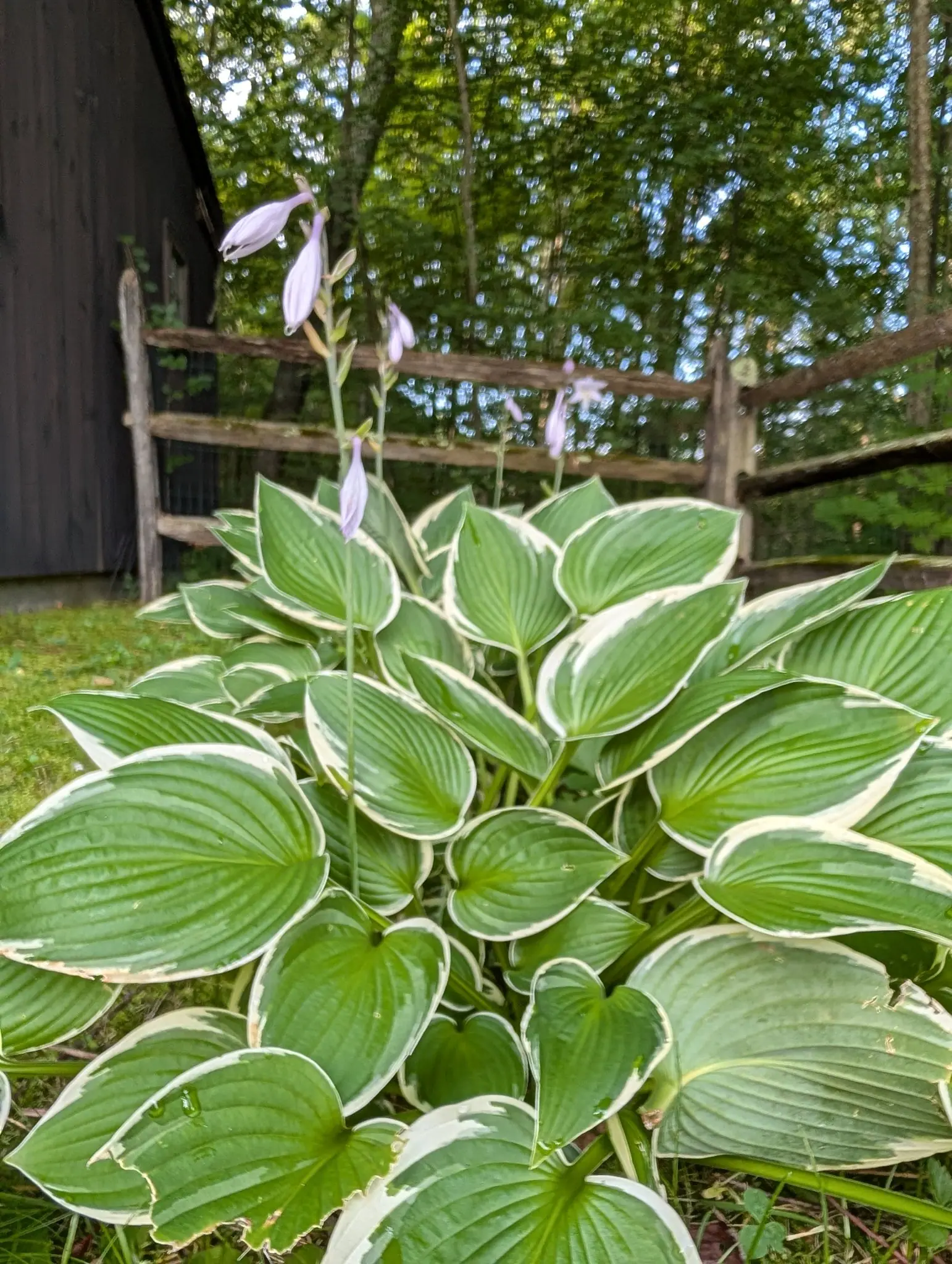 A cream-edged hosta in flower on 5 August, every blade quilted between ten deeply impressed veins and twisted to a point, with two bare scapes standing clear of the mound and one lilac trumpet open on them, rain still beaded under green light off the trees.