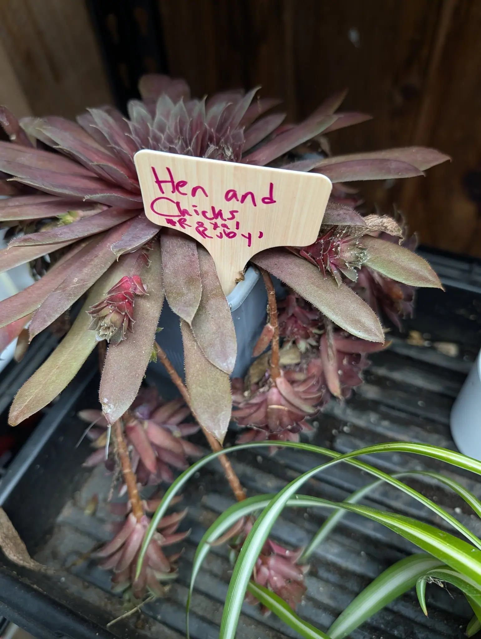 A Royal Ruby hens-and-chicks on 5 August drawn so far it has splayed almost flat, each dusty rose leaf combed along its margin with short stiff white cilia, and a dozen daughter rosettes swinging below it on bare stolons, half crimson and half green.