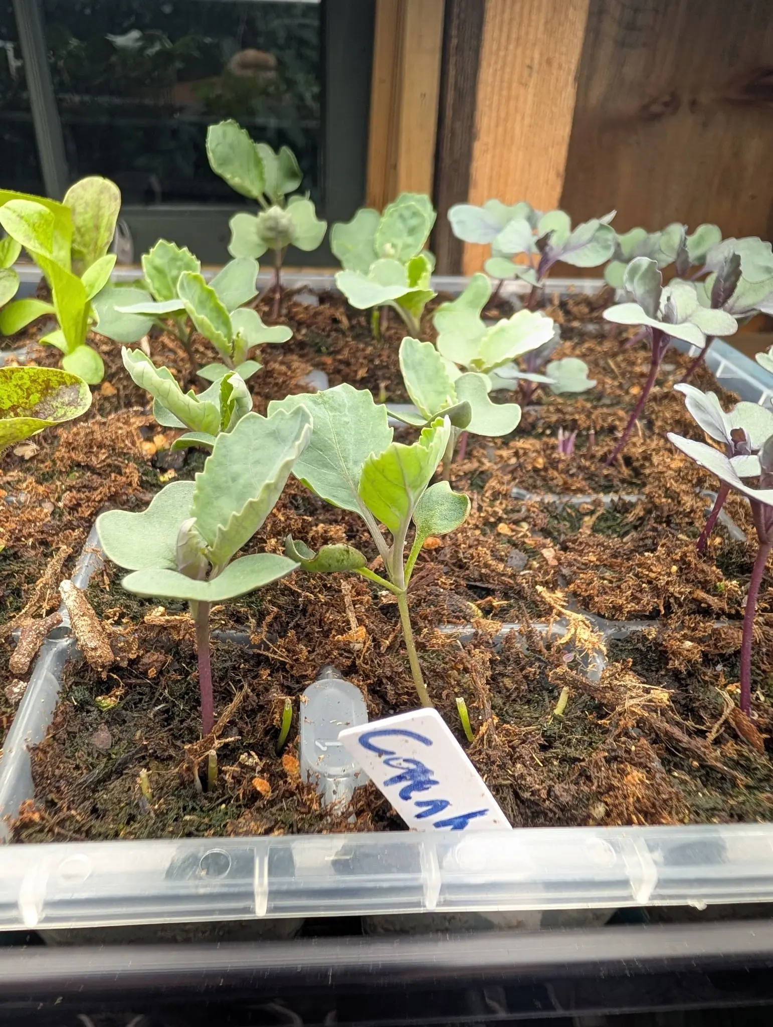 Brassicas on 5 August at four true leaves, the bloom heavy enough on their blue-green blades to read as chalk and a red-leaved form standing at the same stage beside them on magenta stems, with the cut pale stubs of thinned seedlings in between.