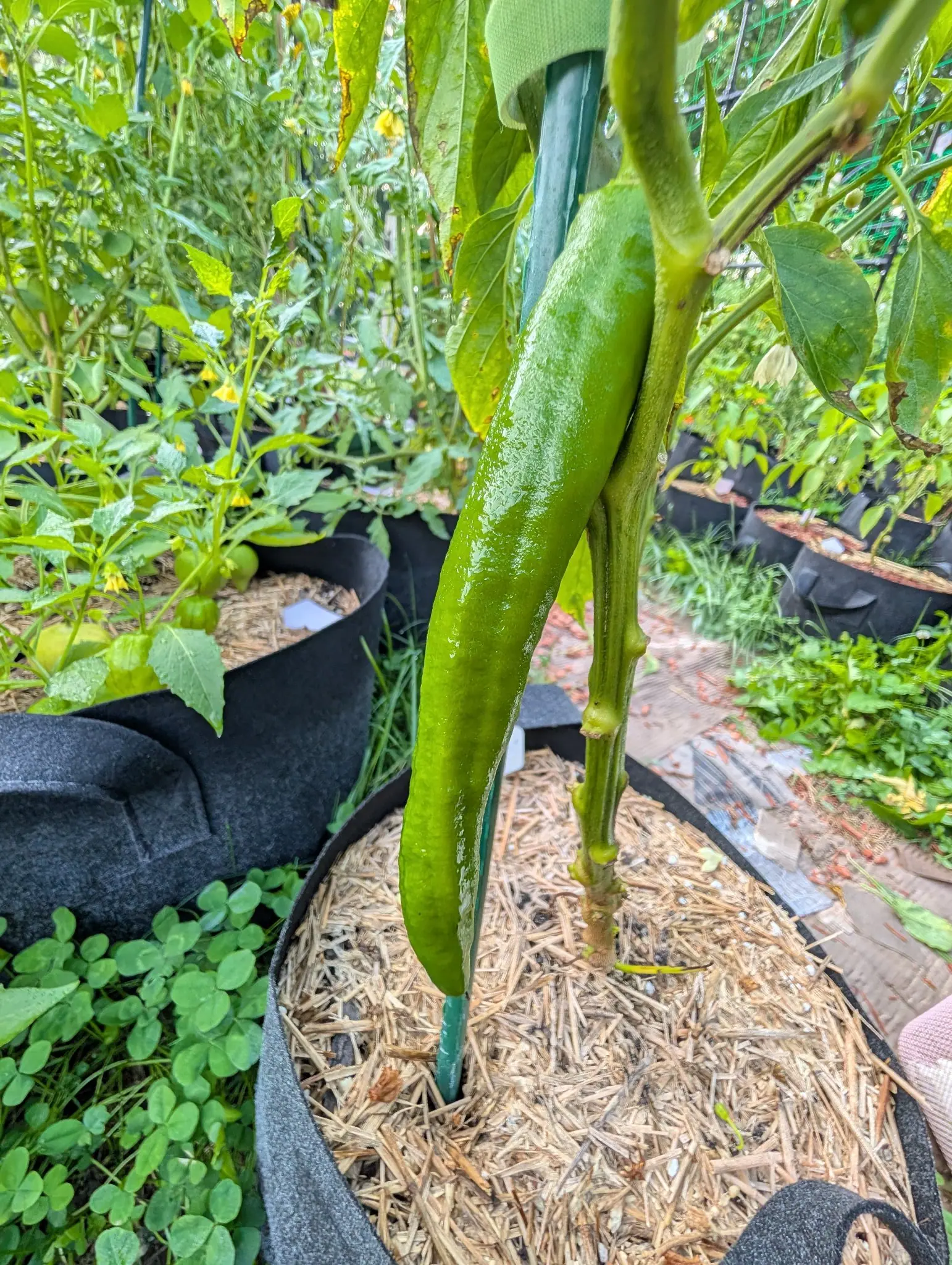 A Sunbright pepper on 5 August hanging the whole depth of the frame, six times longer than it is wide with a gentle S-curve and a blunt tip and beaded all over from rain, its own shoulder cut off above the top edge and a fallen yellow corolla below.