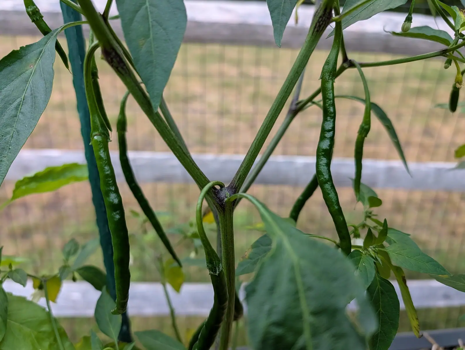 Gong Bao chilies on 5 August, six or seven hanging straight down off nodes stained dark purple, their skins rippled and undulating along the length rather than smooth and each tapering to a fine curled point, with dry pasture flat behind them.