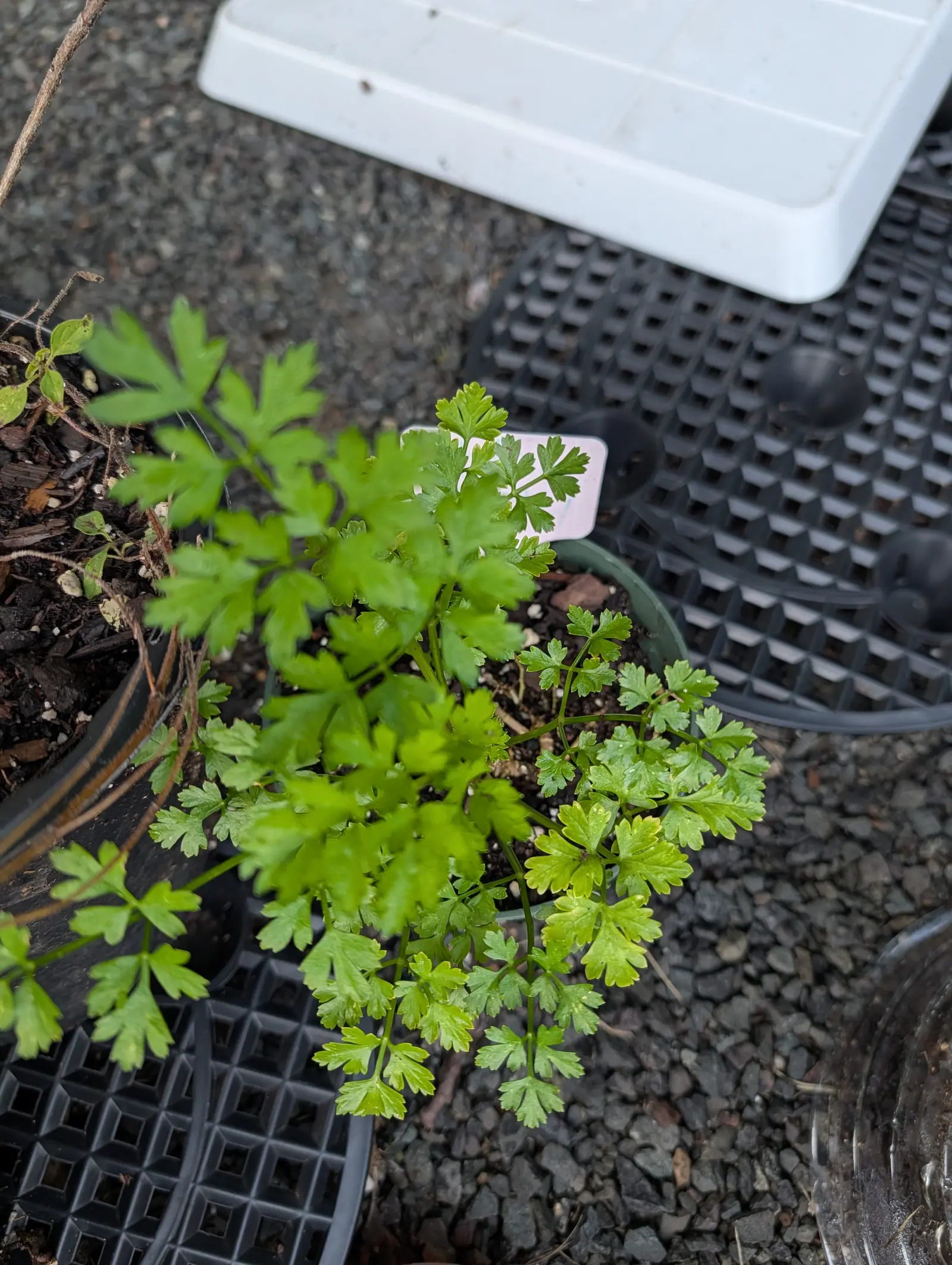 Italian parsley on 5 August seen straight down so the whole rosette lies flat, every leaf split into three and each of those into three again, jagged-toothed and glossy rather than crimped, the newest at one side still pale yellow-green and faintly wet.