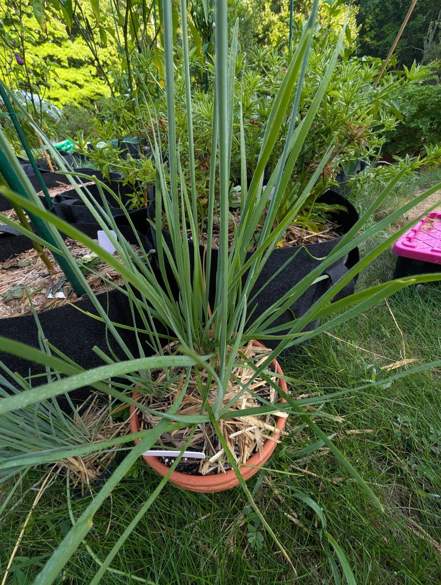 Garlic chives on 5 August, flat keeled straps rather than round tubes, all of them rising from one crown flattened into a single plane and sprawling out of the frame in every direction with the outermost arching down onto the grass, in low evening sun.