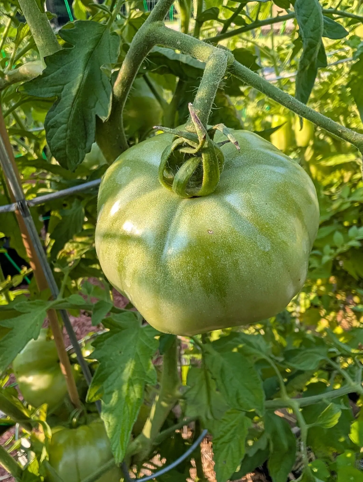 An 1884 tomato on 4 August, still pale green washing to whitish-cream on the lit side and stippled all over to a matte suede, its calyx lobes twisted right round into loops with two dried papery and one snapped short, in hard late sun from the right.