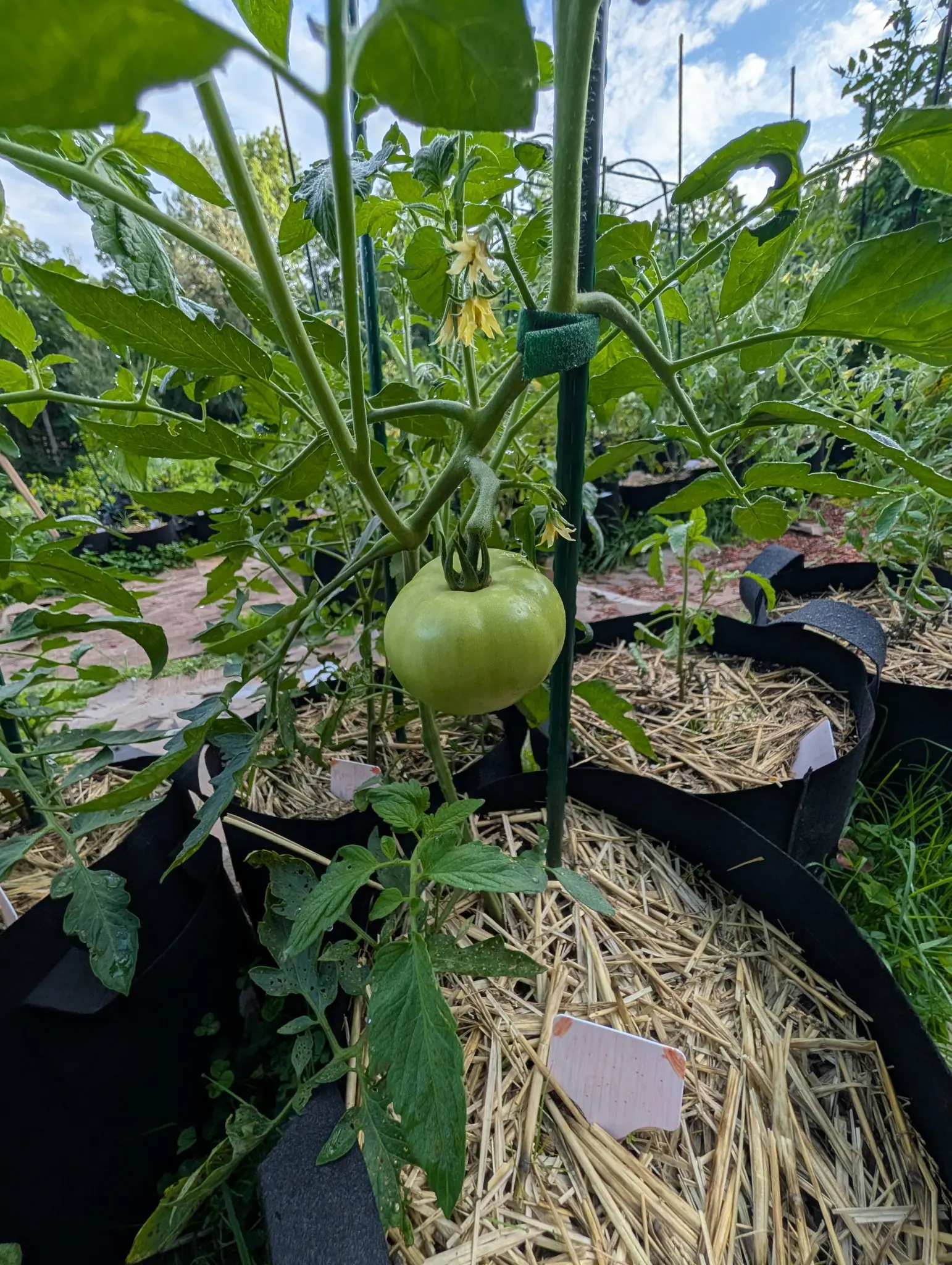 A Mountain Fresh Plus tomato on 5 August, pale apple-green with its calyx lobes curled into tight hooks, and on the truss just above it flowers nodding with their petals bent right back off a fused anther cone, shot low against blue and white cloud.