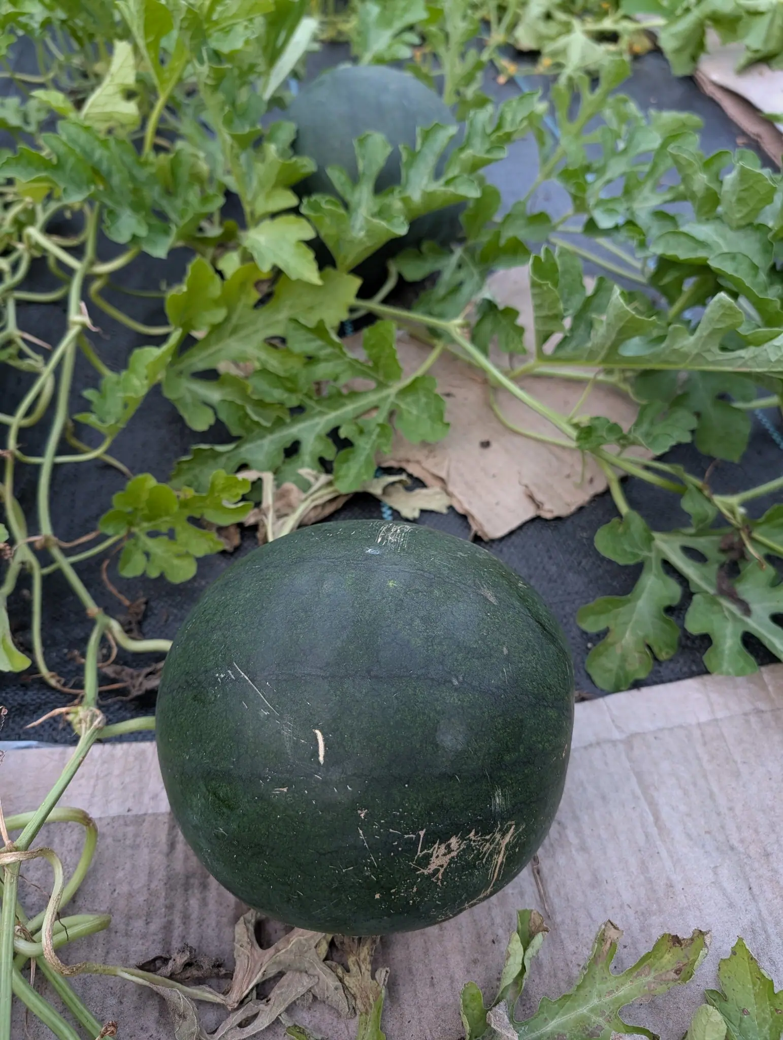 A Sugar Baby watermelon on 4 August, dark almost to black under a fine netted mottling with no stripes at all, its rind scribbled over with dozens of pale tan corky scratches and one raised russet scar low down where it has rubbed the ground.