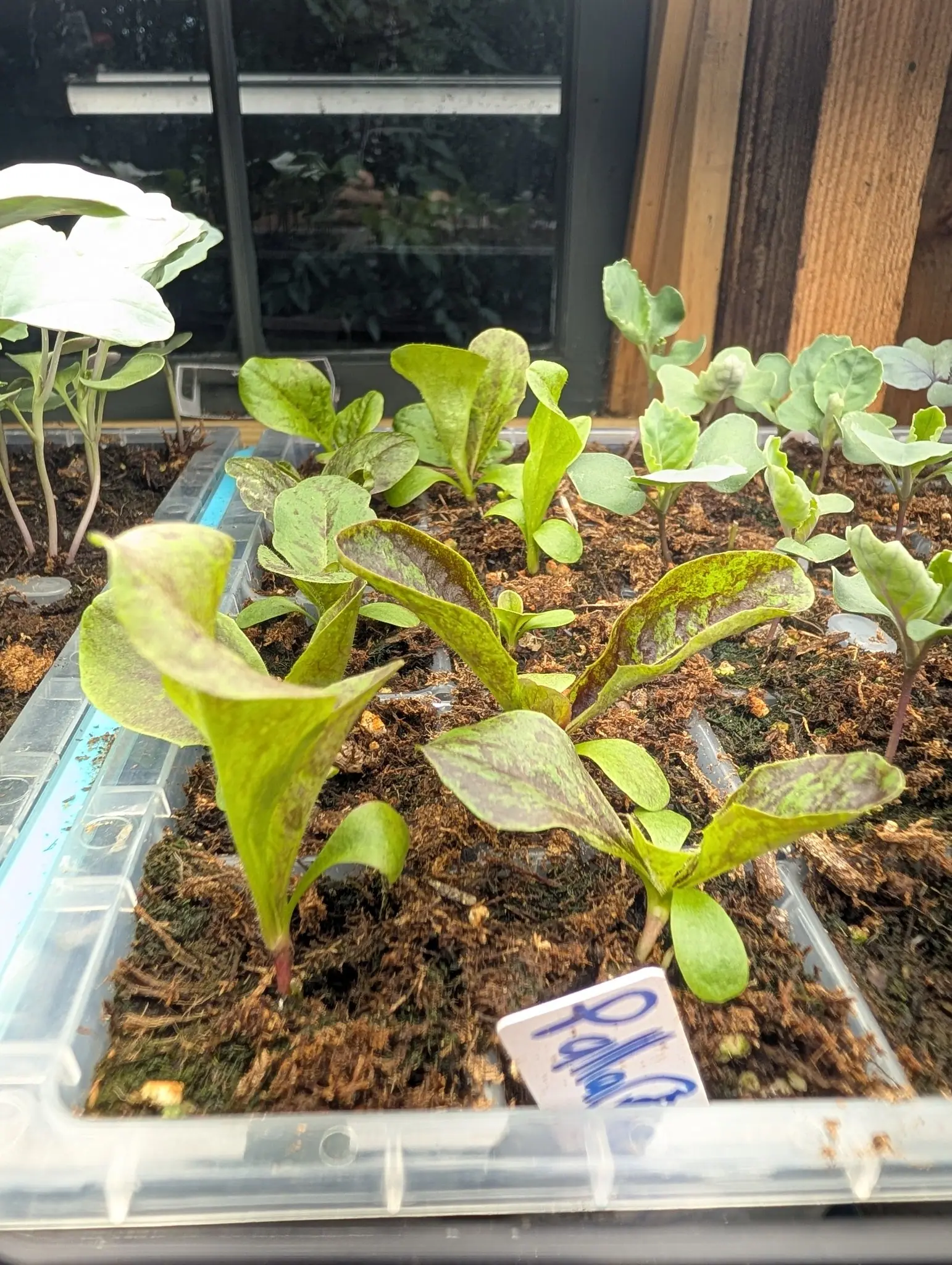 A red-marked salad seedling on 5 August, its yellow-green blades freckled and streaked maroon heaviest along the margin and over the thick pale midrib, with waxy blue-green brassicas sharing the same tray at right in warm low light through glass.