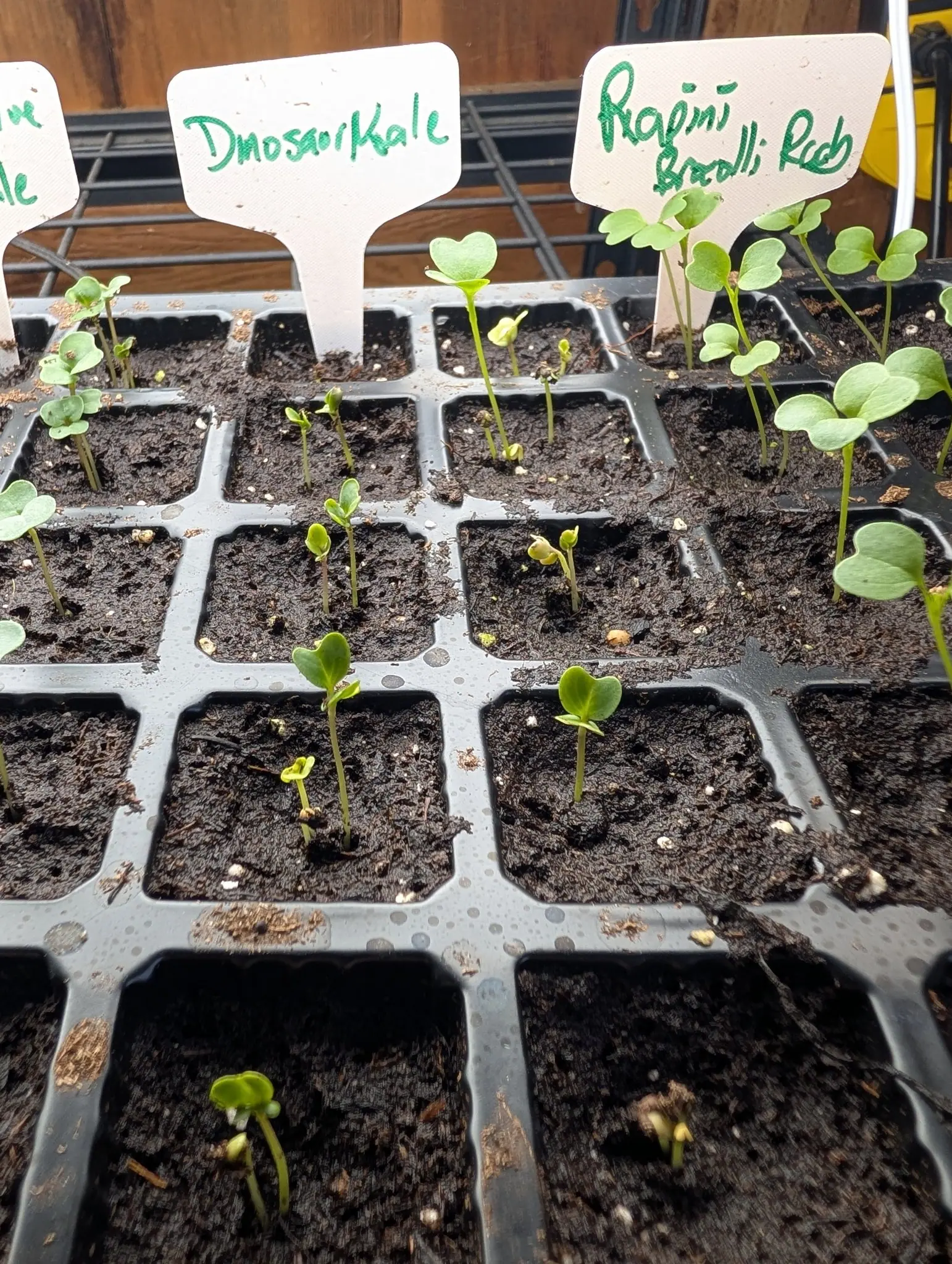 Brassica seedlings on 5 August drawn leggy on long pale stems, their heart-shaped seed leaves thin and bright yellow-green rather than blue, two still dragging the split brown seed coat at the base and several not yet unclasped, on wet glistening compost.