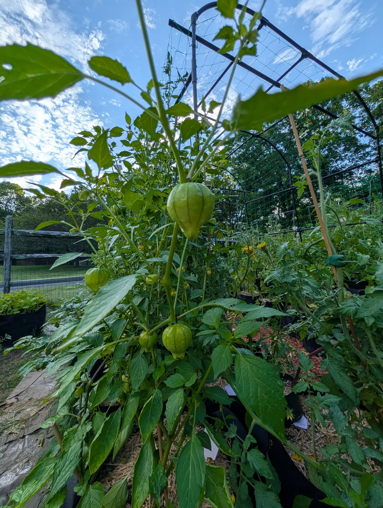 Cisneros tomatillos on 5 August, each sealed inside an inflated papery lantern with five dark purple-brown ribs down its length, the tissue between them blistered and translucent enough to show the fruit pale through, seen from below against a streaked sky.