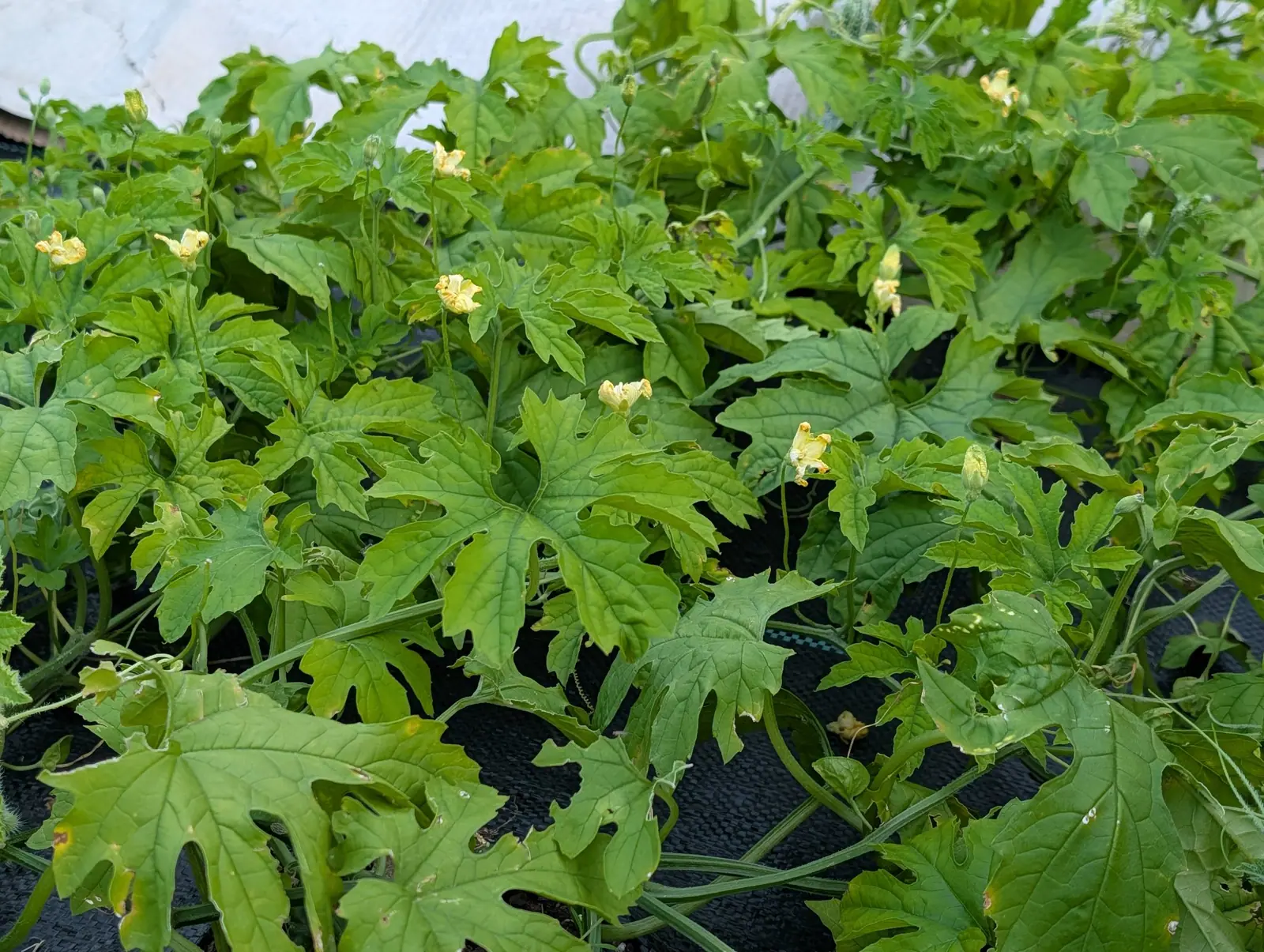 A bitter melon vine on 4 August, its leaves cut almost to the base into five to seven narrow lobes and its tendrils coiled in tight springs, a dozen crumpled cream-yellow flowers open on wiry stalks held clear of the mat and not one fruit anywhere in it.