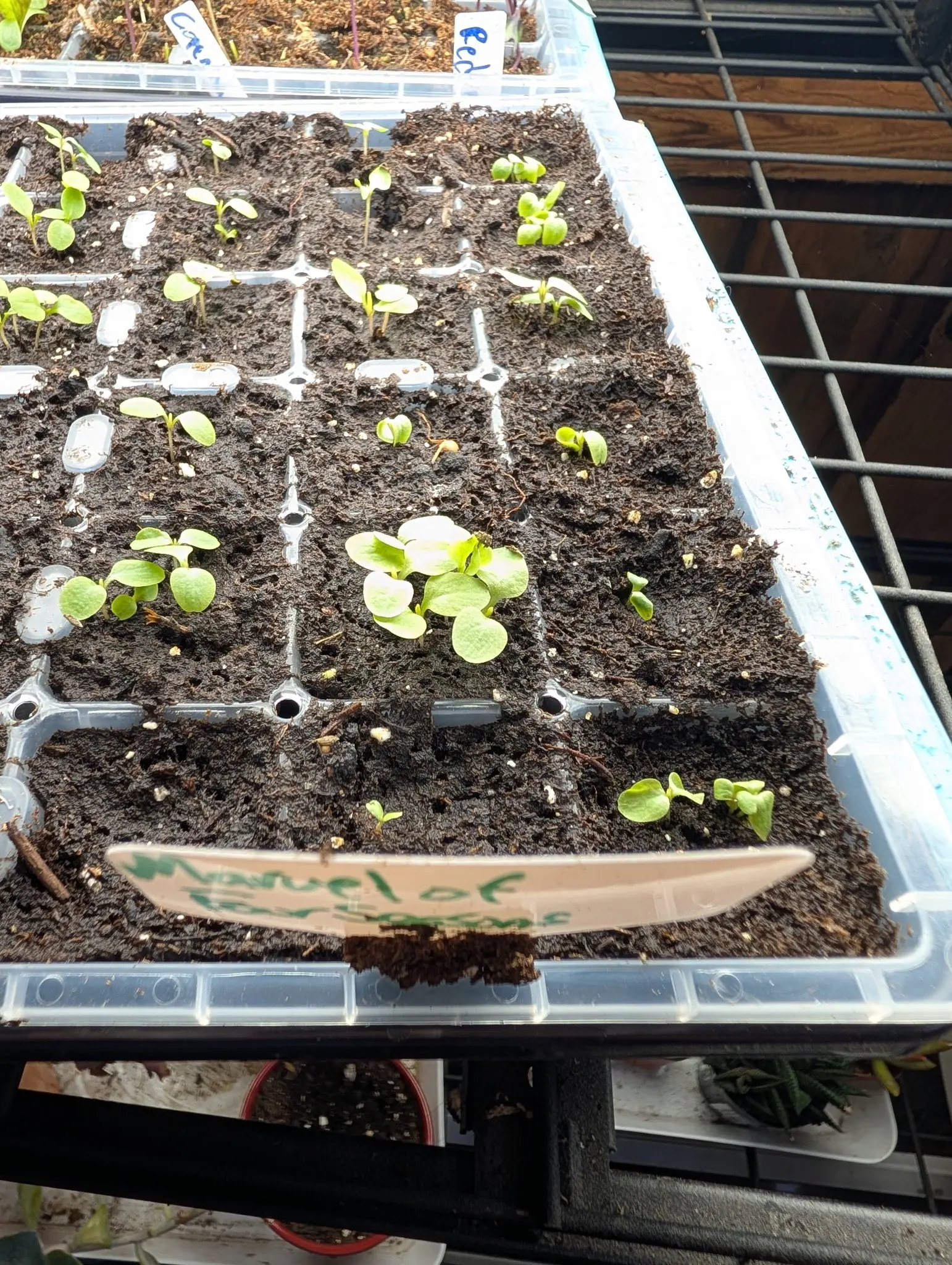 A tray of salad seedlings on 5 August, most cells still bare and the filled ones crowded three and four together, their thin cotyledons blown almost to white by hard low sun, and one still carrying its shriveled seed coat stuck to a leaf tip.