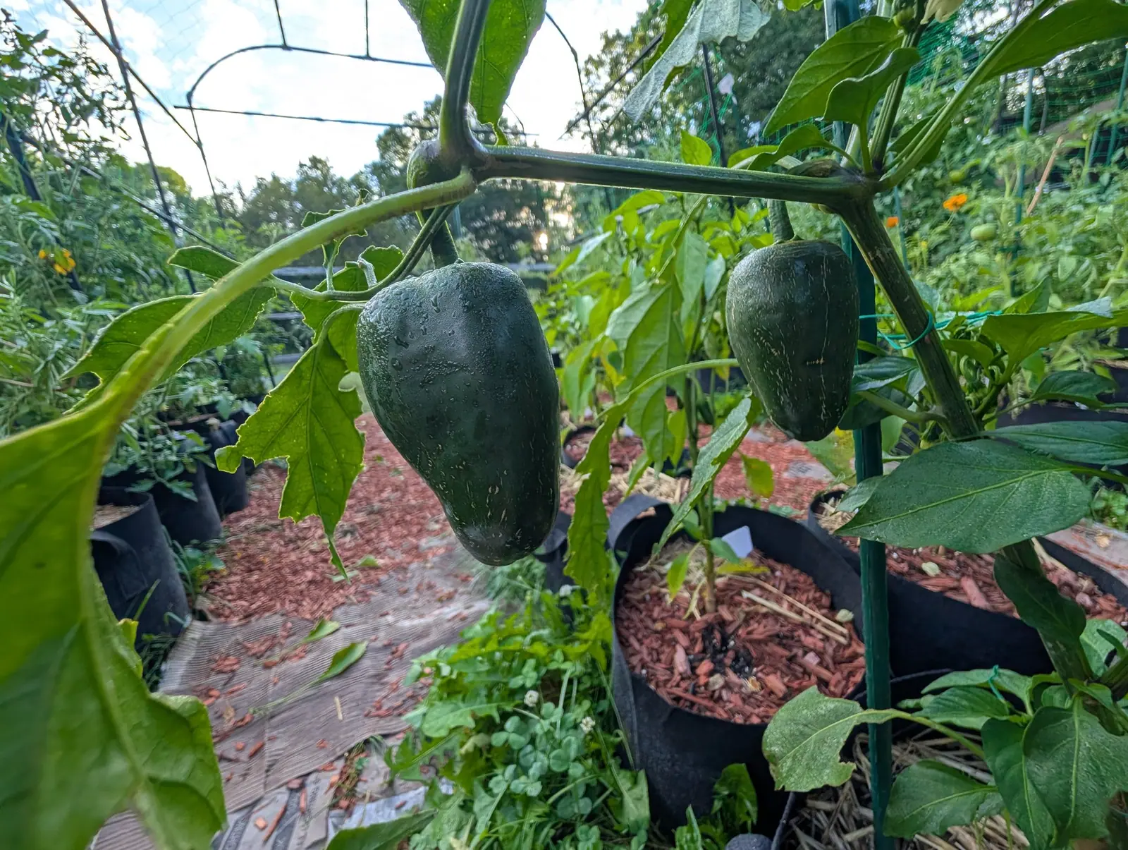 Two Capeliente chilies hanging side by side on 5 August, so dark they read blackish-green, their square shoulders scored all over with dozens of fine pale tan corky striations running lengthwise, one still beaded from rain in a hazy backlit flare.