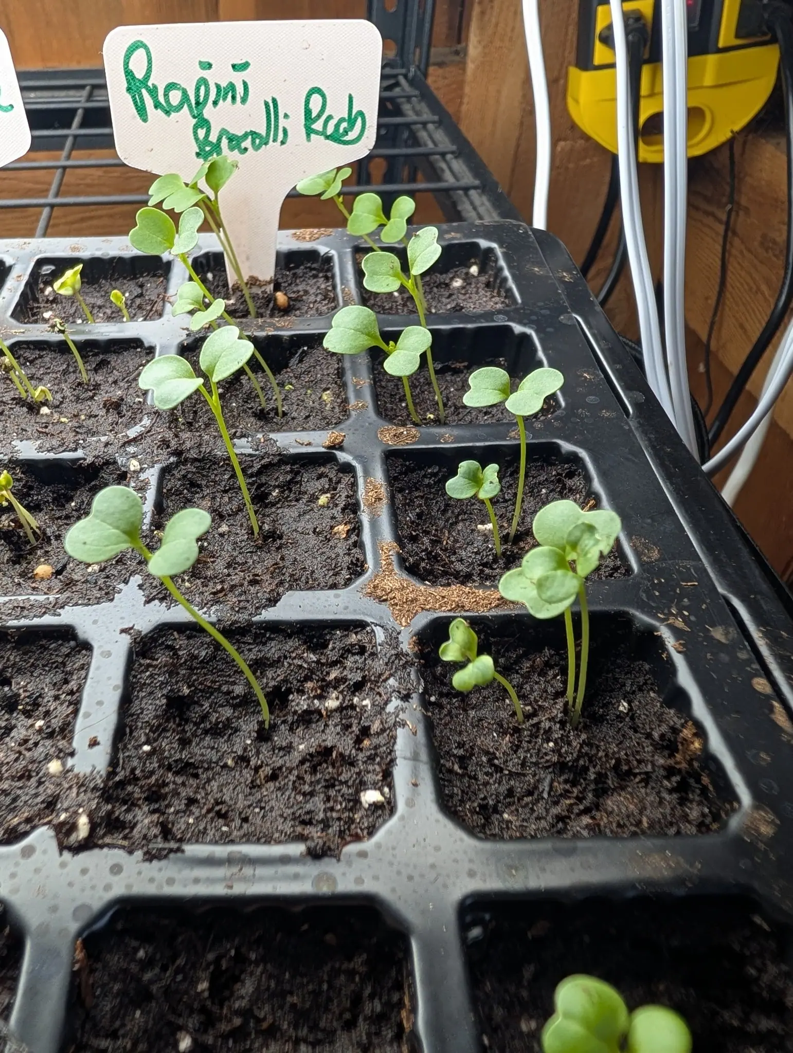 A tray of brassica seedlings on 5 August, every one holding out the same pair of kidney-shaped cotyledons notched at the tip, matt gray-green and slightly thickened, with tiny crumpled first leaves pushing up between about half of them.