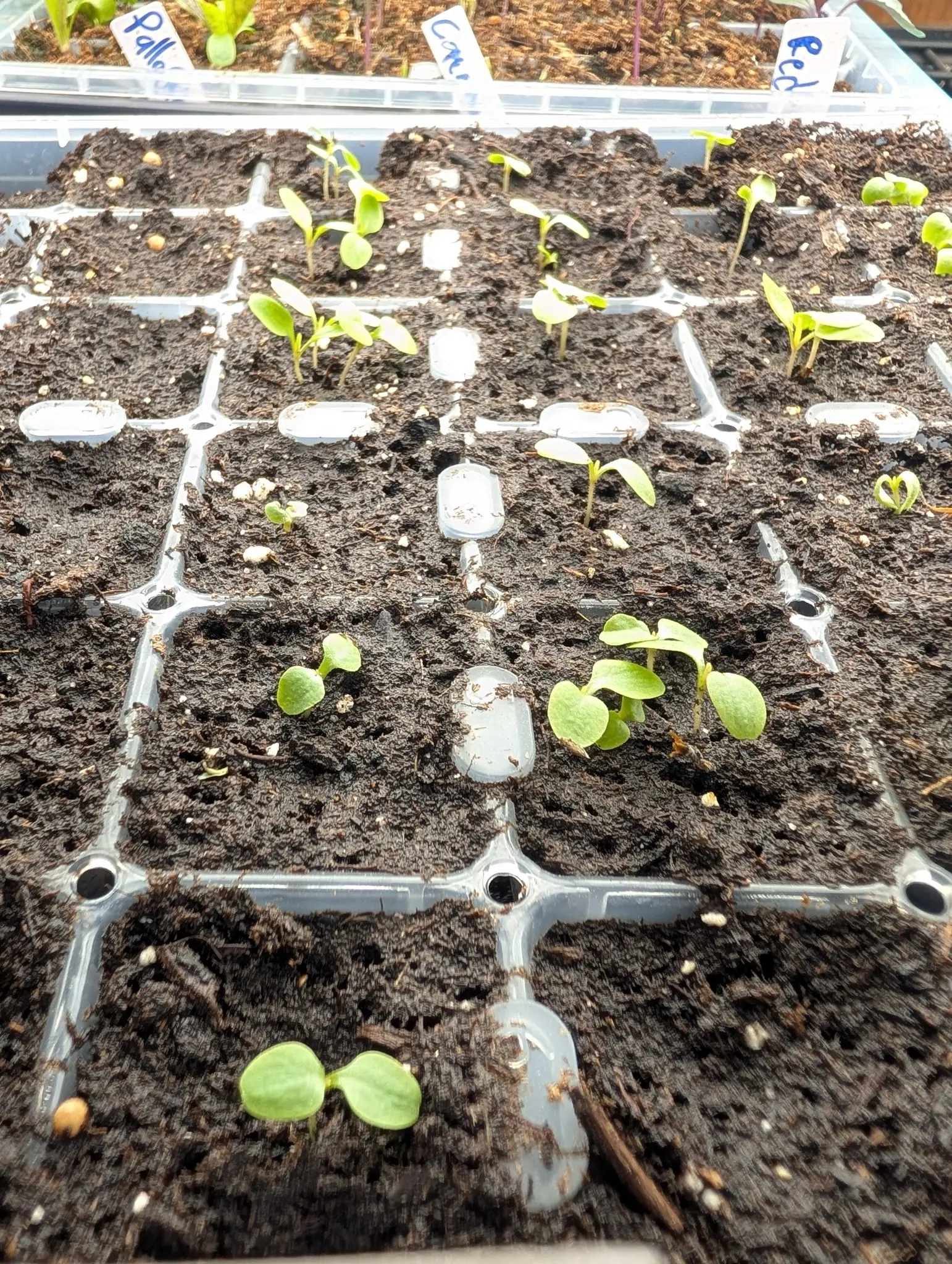 Salad seedlings newly through on 5 August, the nearest with one clean pair of rounded cotyledons and those further back run leggy on drawn stems, one of them still no more than a pinhead of green, in warm low light from the right.