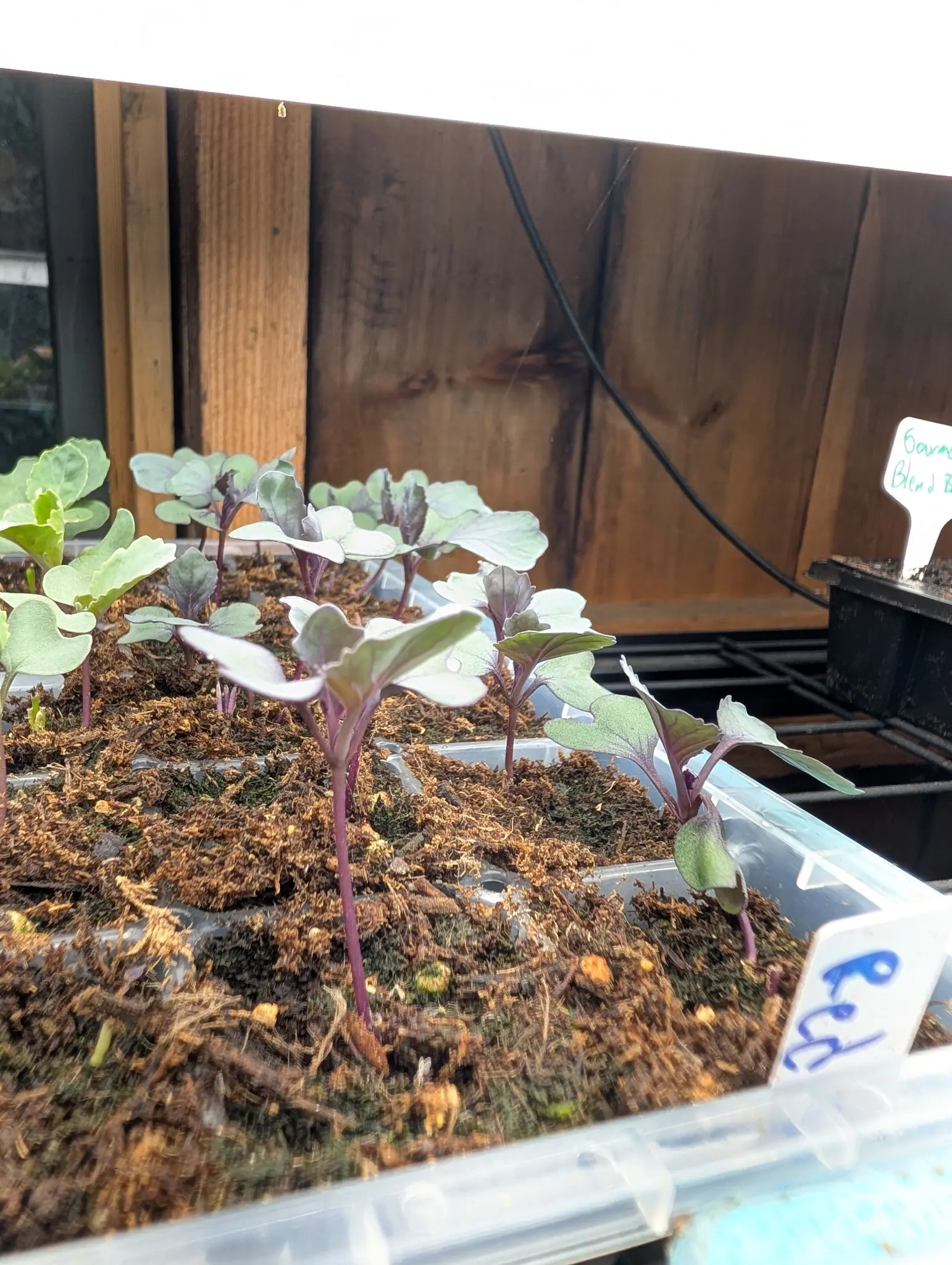 Red-stemmed brassica seedlings on 5 August, every stalk glossy deep maroon and drawn long enough to lean, the leaf faces gray-green under a chalky bloom the light blows out to white and their undersides veined maroon to the tip.