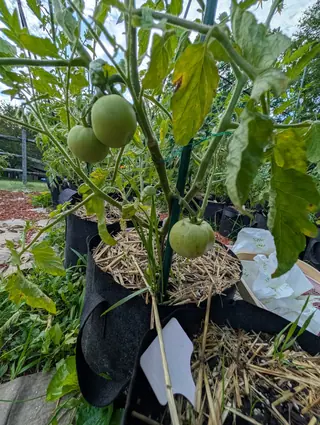 An Eva Purple Ball tomato on 5 August, still smooth and pale green, its shoulder flecked and speckled with rust-tan corky scabbing down one side and its calyx lobes curled back and hooked against the stem, under flat light and gray cloud.