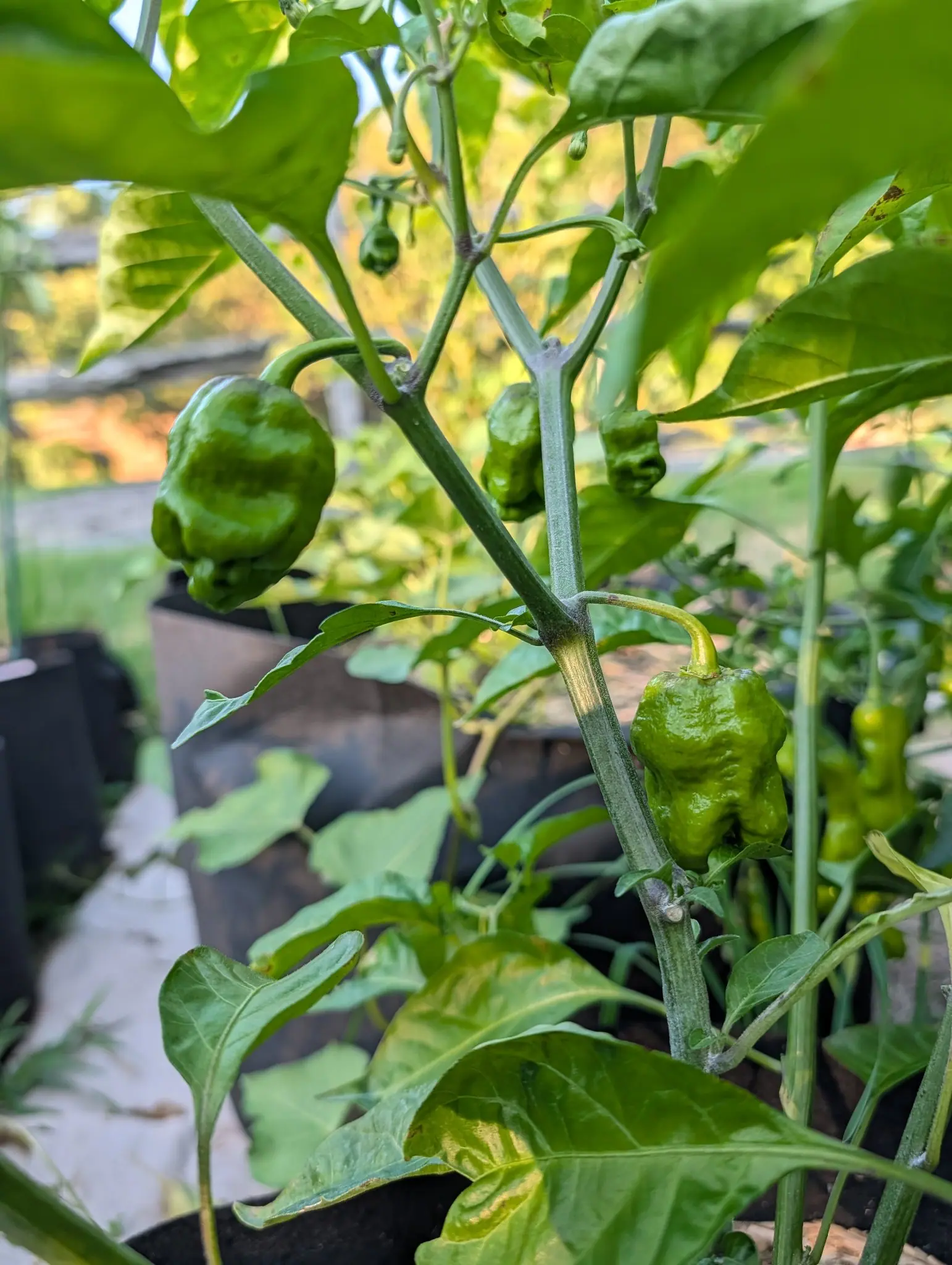 Armageddon F1 chilies on 4 August, squat lanterns rather than pods, thrown into such deep wrinkles, dents and lobed bulges that no two are the same shape, hanging from faintly purple nodes with low sun behind them blowing the ground to yellow-green.